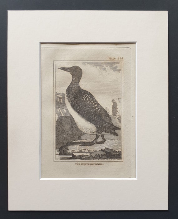 The Northern Diver -  Original 1812 Buffon print in mount (214)