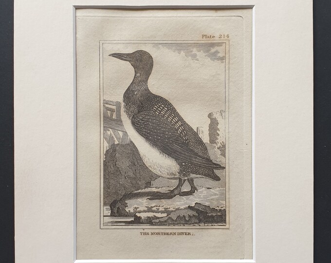 The Northern Diver -  Original 1812 Buffon print in mount (214)