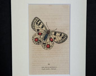 The Apollo Butterfly - Original 1832 Hand Coloured Antique Print