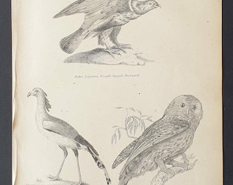 Rough Legged Buzzard / Secretary Bird / Brown Owl - Original c1860's Museum of Natural History print