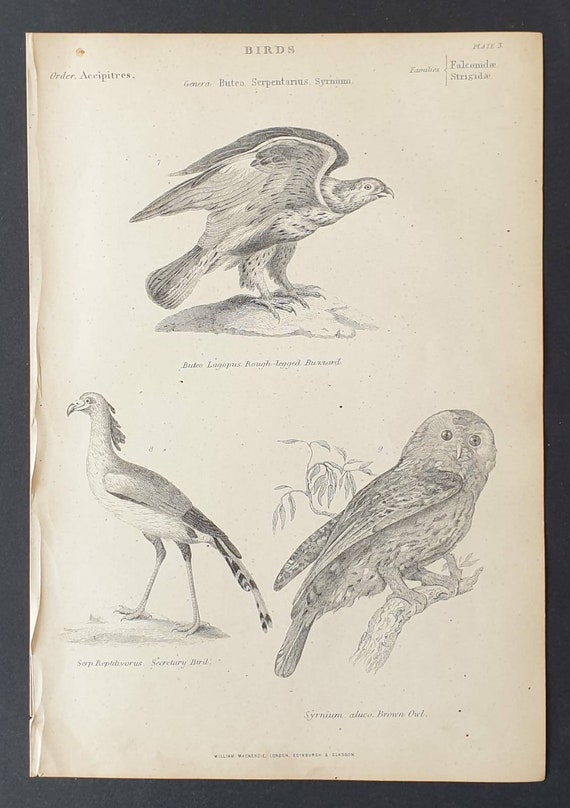 Original c1860's Museum of Natural History print - Rough Legged Buzzard/ Secretary Bird/ Brown Owl