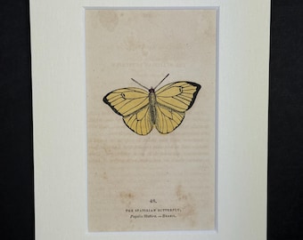 The Statirian Butterfly - Original 1832 Hand Coloured Antique Print