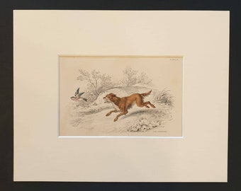 The Springer - Original 1840 hand coloured mammalia print in mount