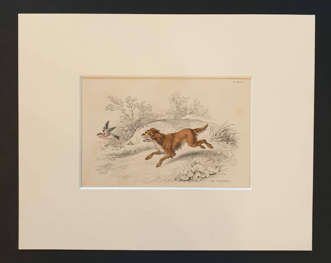 Original 1840 hand coloured mammalia print in mount - The Springer