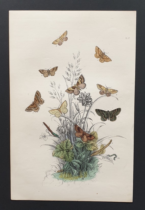 Annulet Moths and others - Original hand coloured 1860 print
