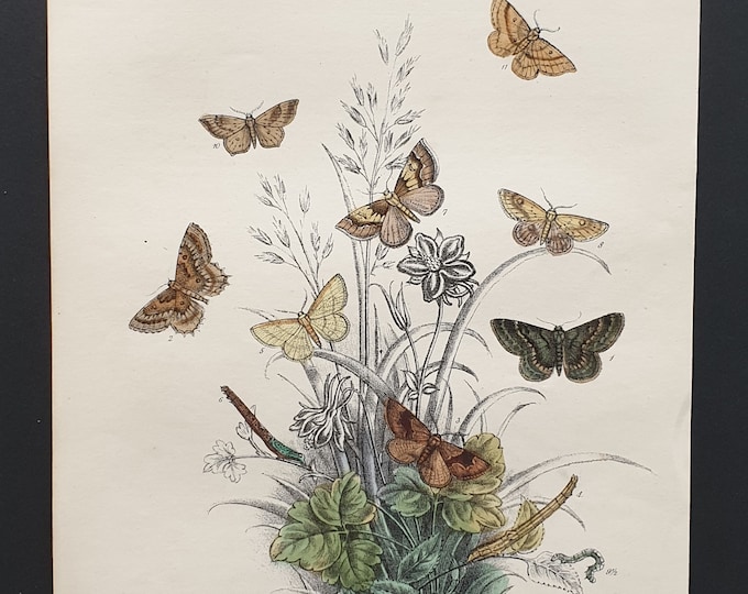 Annulet Moths and others - Original hand coloured 1860 print