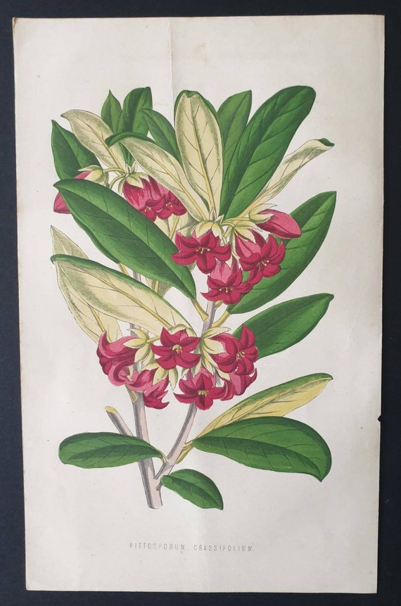 Original 1873 Floral World print - Pittosporum Crassifolium
