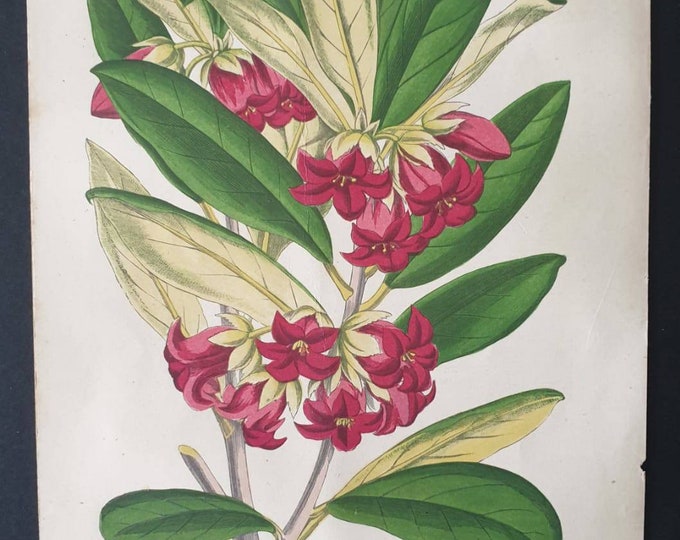 Original 1873 Floral World print - Pittosporum Crassifolium