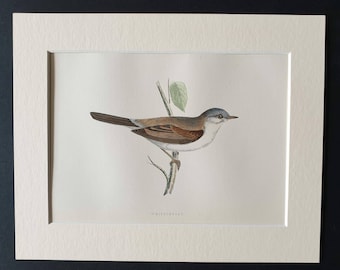 Whitethroat - Original 1891 hand coloured bird print in mount