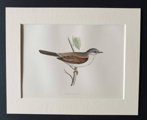Original 1891 hand coloured bird print in mount - Whitethroat