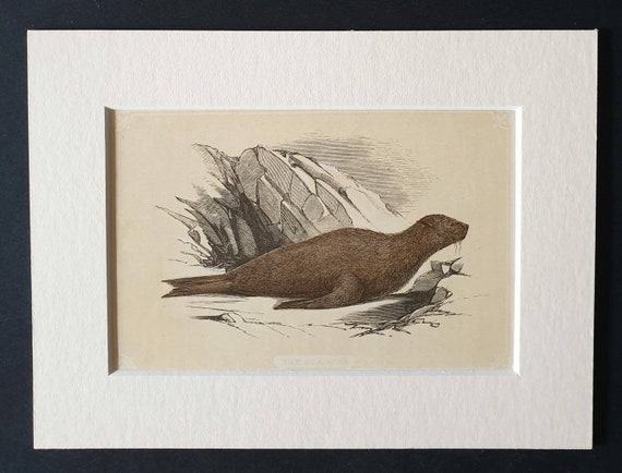Original 1851 John Tallis woodblock print - The Sea Bear
