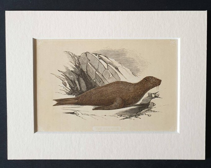 Original 1851 John Tallis woodblock print - The Sea Bear