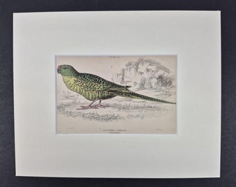 Ground Parrot - Original c1840 Hand Coloured Parrot in Mount