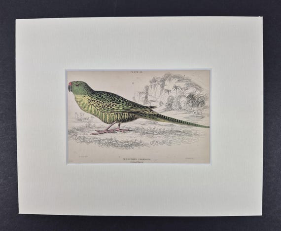 Ground Parrot - Original c1840 Hand Coloured Parrot in Mount
