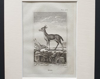 Ritbok - Original 1812 Buffon print in mount
