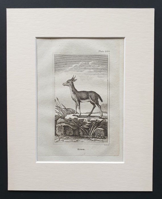 Ritbok - Original 1812 Buffon print in mount