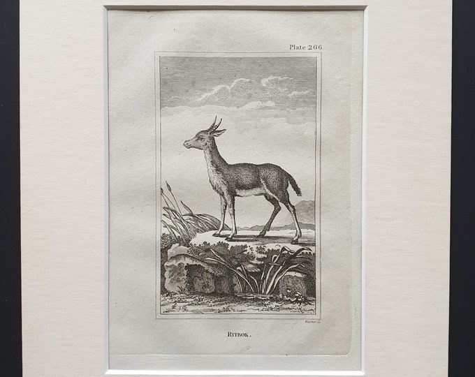 Ritbok - Original 1812 Buffon print in mount