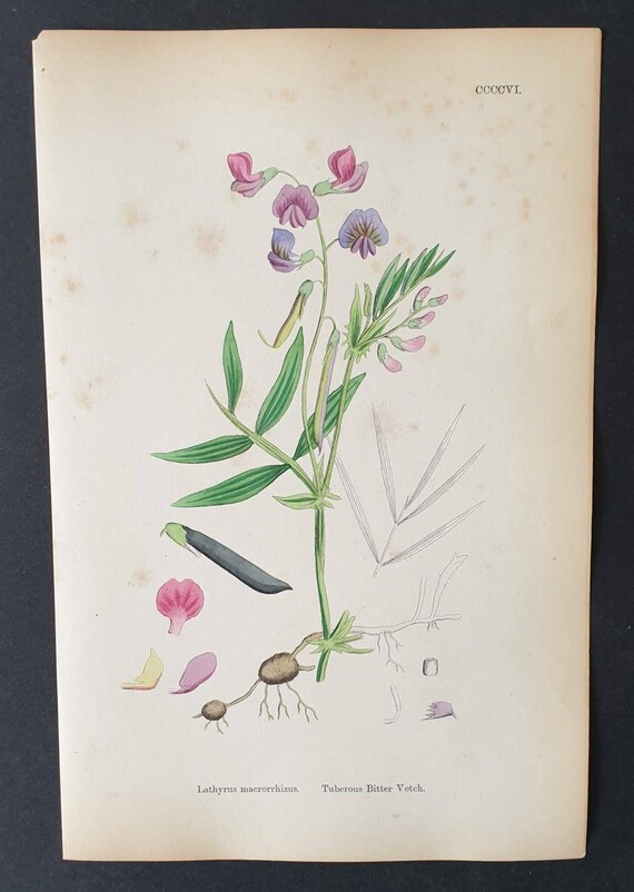 Original 1863 hand coloured botanical print - Tuberous Bitter Vetch