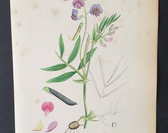 Original 1863 hand coloured botanical print - Tuberous Bitter Vetch