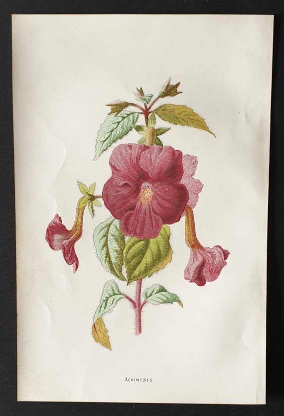Original 1890 flower print - Achimenes