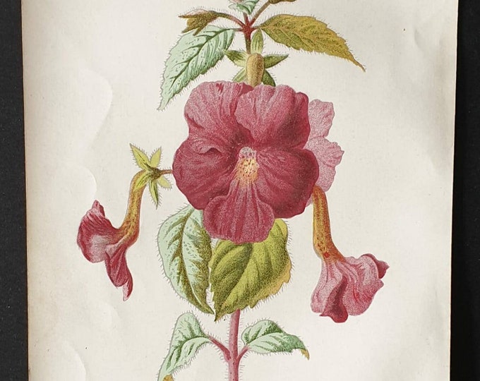 Original 1890 flower print - Achimenes
