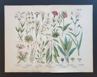 Plate 41 - Original 1888 hand coloured large botanical print