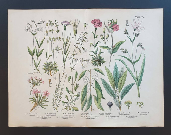 Original 1888 hand coloured large botanical print - Plate 41
