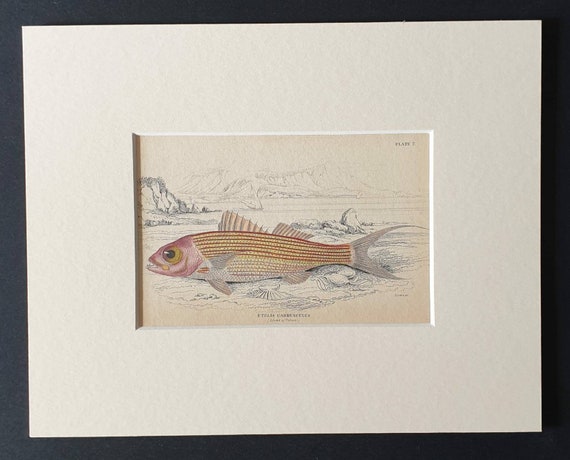Original 1843 hand coloured fish print in mount - The Ruby Coloured Etelis
