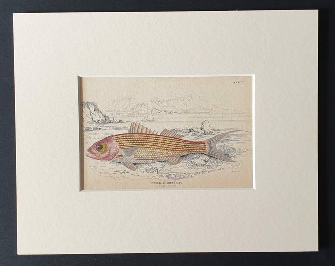 Original 1843 hand coloured fish print in mount - The Ruby Coloured Etelis