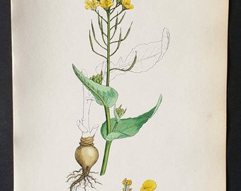 Common Turnip - Original Sowerby 1863 hand coloured botanical print