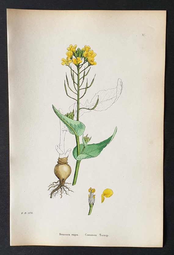 Original 1863 hand coloured botanical print - Common Turnip