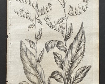 Jersey Vipers and Pale Vipers Bugloss - Original 1802 Culpeper engraving (24)