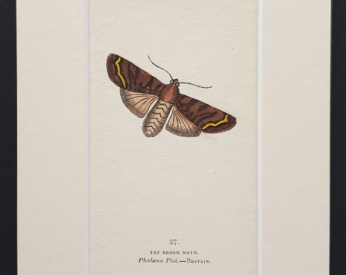 The Broom Moth - Original 1834 hand coloured print in mount (27)