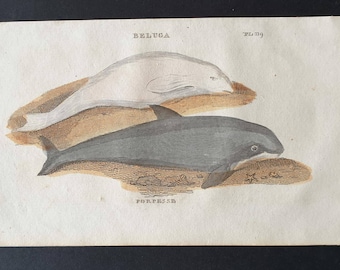 Beluga / Porpesse - Original 1821 hand coloured animal print