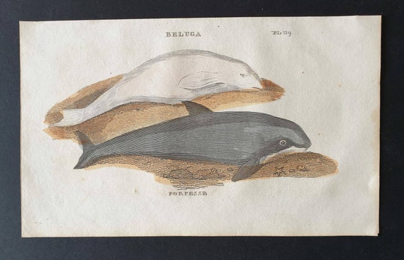 Original 1821 hand coloured animal print - Beluga/ Porpesse