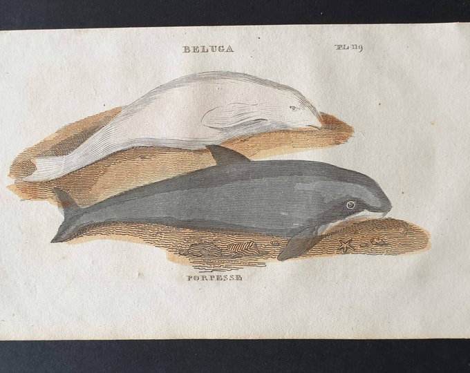Original 1821 hand coloured animal print - Beluga/ Porpesse