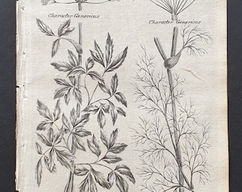 Alexanders and Common Fennel - Original 1802 Culpeper engraving (59)