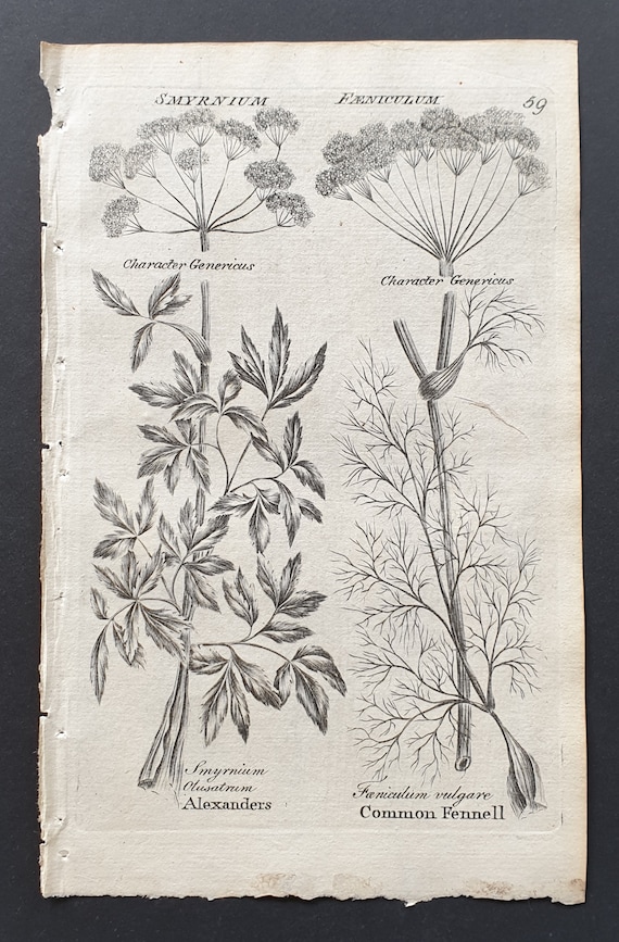 Alexanders and Common Fennel - Original 1802 Culpeper engraving (59)