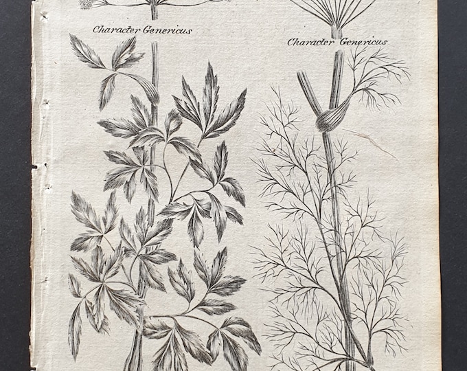 Alexanders and Common Fennel - Original 1802 Culpeper engraving (59)