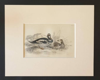The Harlequin Garrot - Original c1840 hand coloured bird print in mount