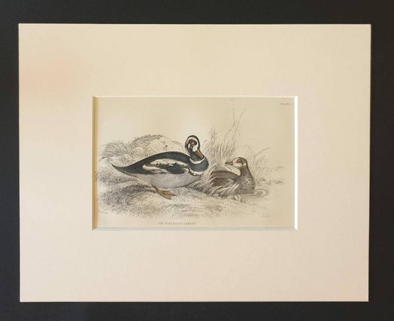 Original c1840 hand coloured bird print in mount - The Harlequin Garrot
