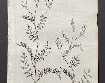 Little Flowered, and Hairy Ladysmock - Original 1802 Culpeper engraving (93)