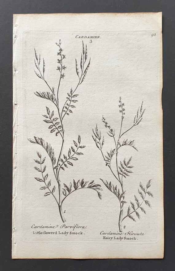 Little Flowered, and Hairy Ladysmock - Original 1802 Culpeper engraving (93)