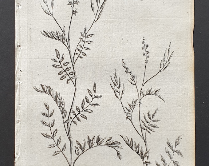 Little Flowered, and Hairy Ladysmock - Original 1802 Culpeper engraving (93)