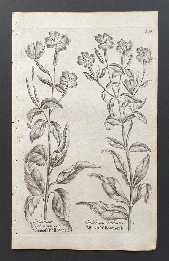 Smooth and Marsh Willowherb - Original 1802 Culpeper engraving (190)