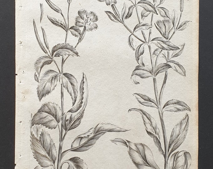 Smooth and Marsh Willowherb - Original 1802 Culpeper engraving (190)
