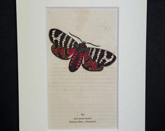 The Hebe Moth - Original 1832 Hand Coloured Antique Print
