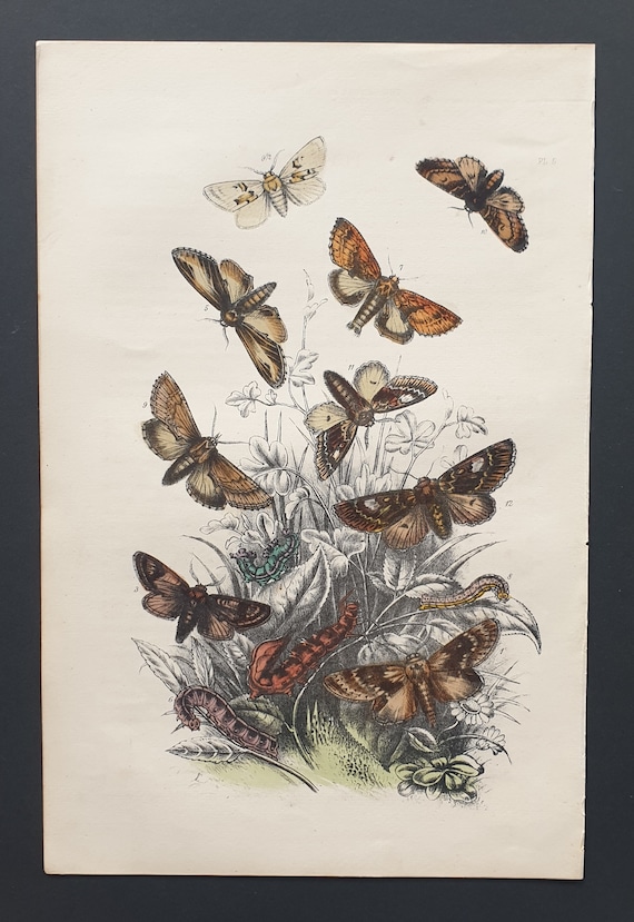 Lobster Moth and others - Original hand coloured 1860 print