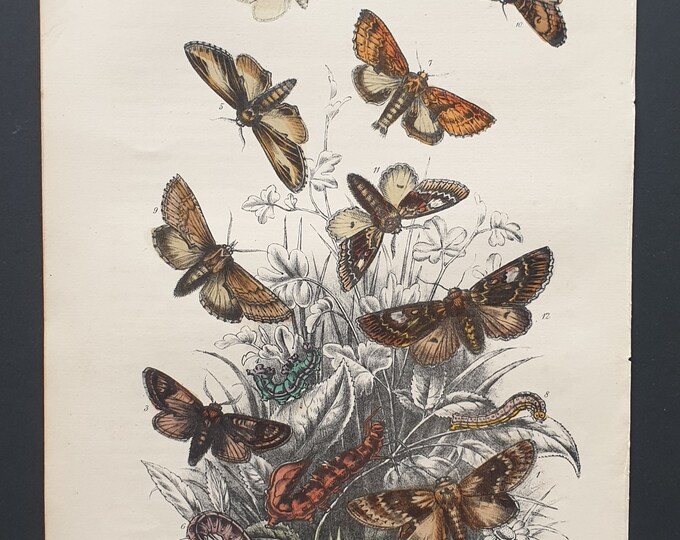 Lobster Moth and others - Original hand coloured 1860 print
