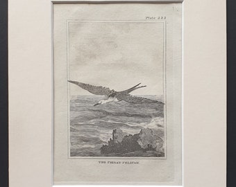 The Frigat Pelican-  Original 1812 Buffon print in mount (222)